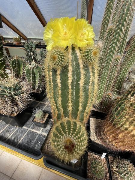 Eriocactus warasii